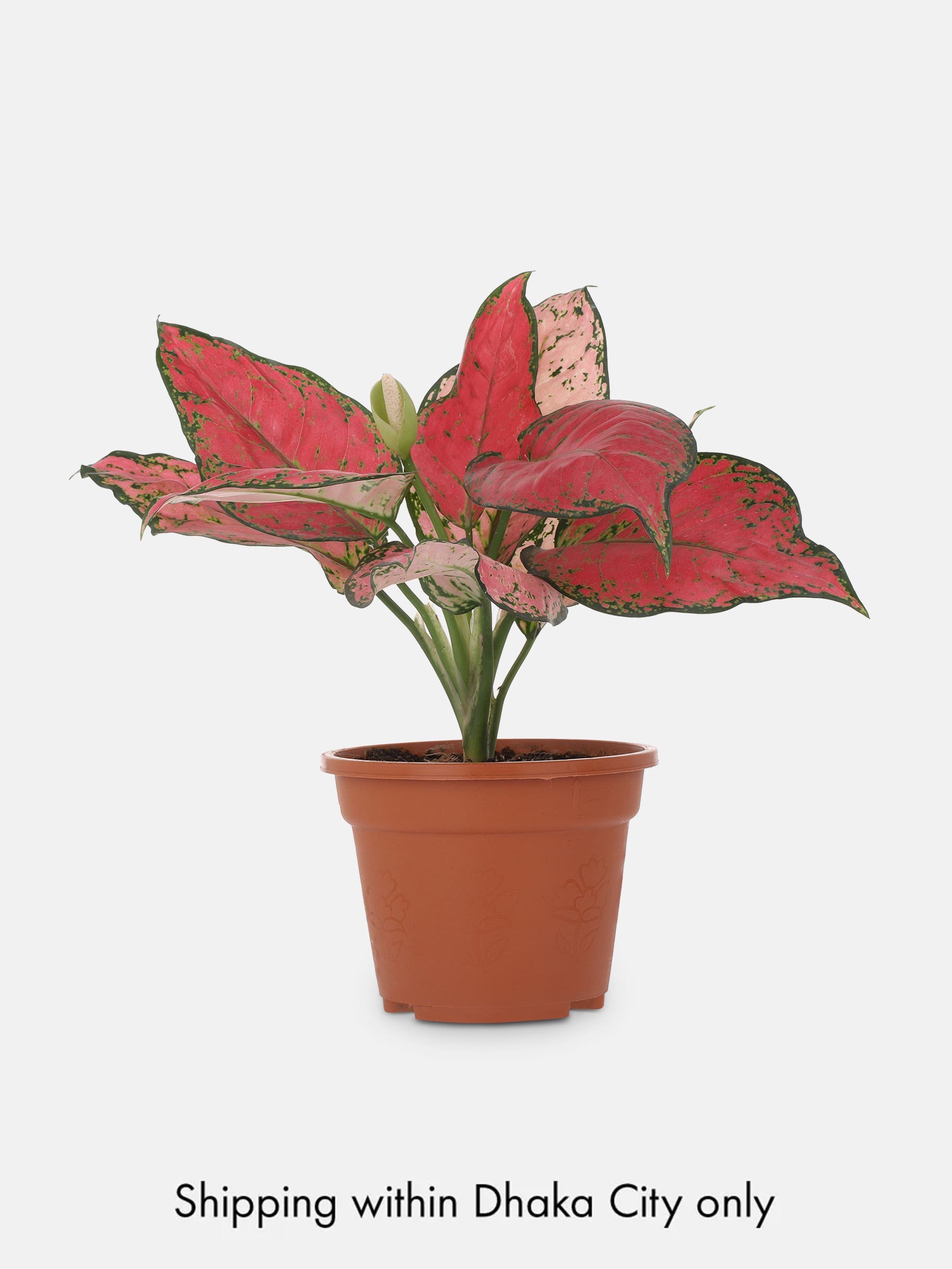 Aglaonema with Tub