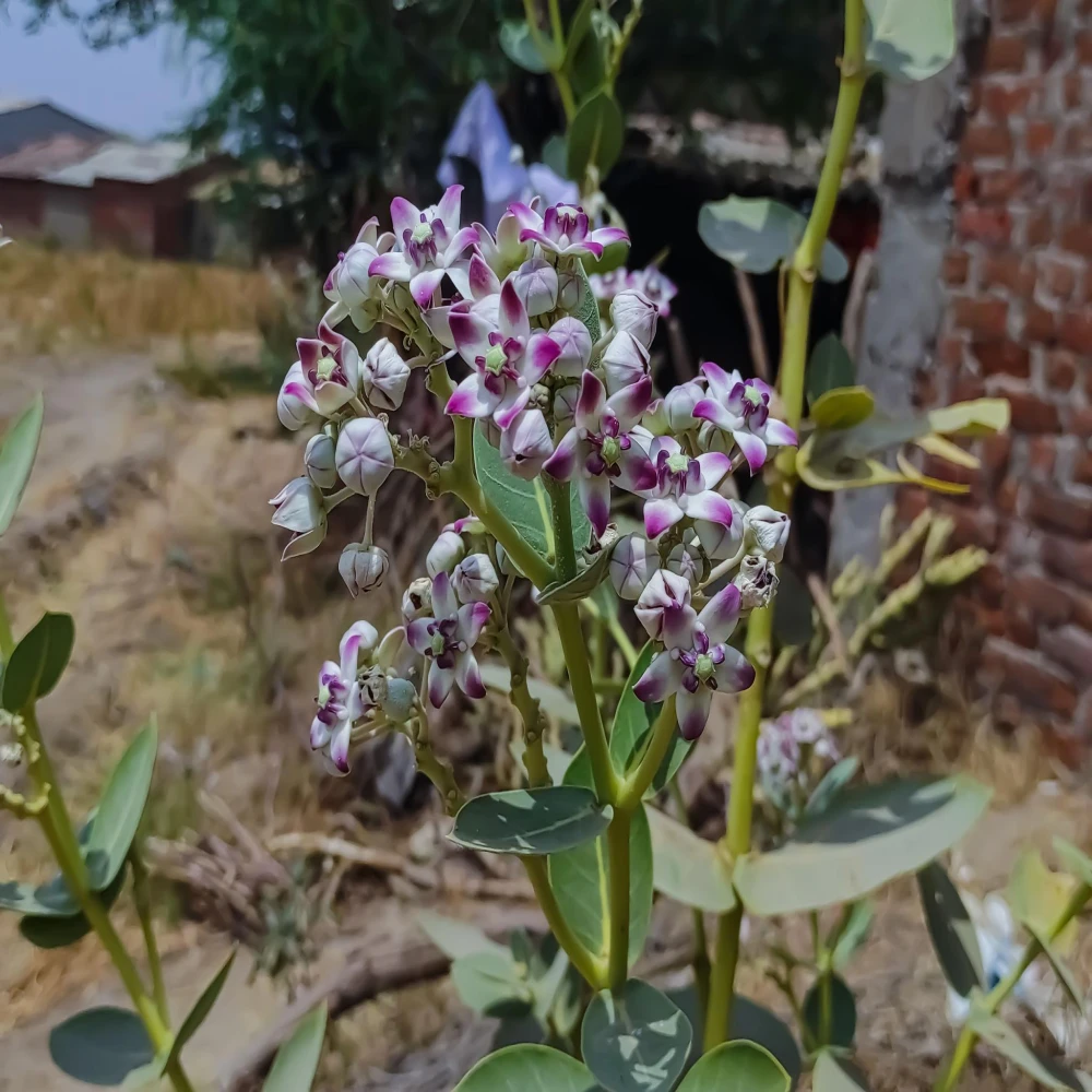 Akondo Tree Plant