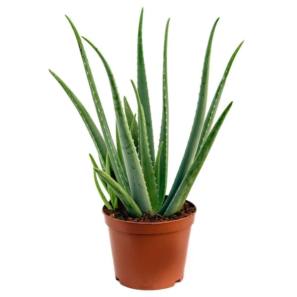 Aloevera Plants