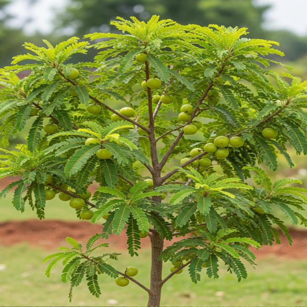 Amalaki Plant Thai