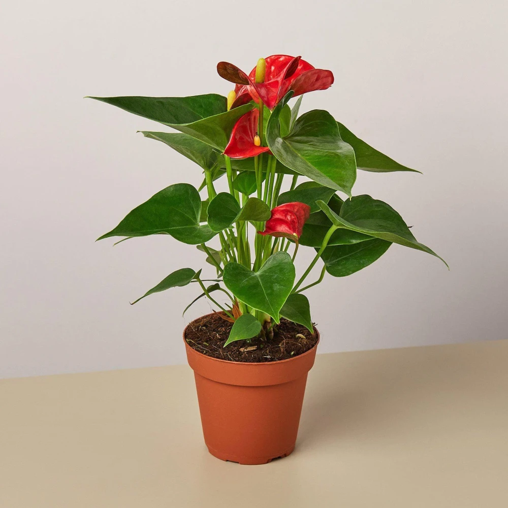 Antherium-Indoor