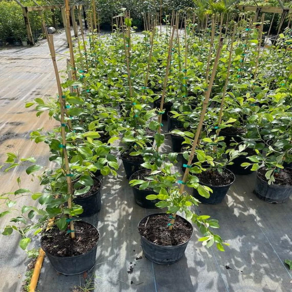 Apple Kul Plant Boroi