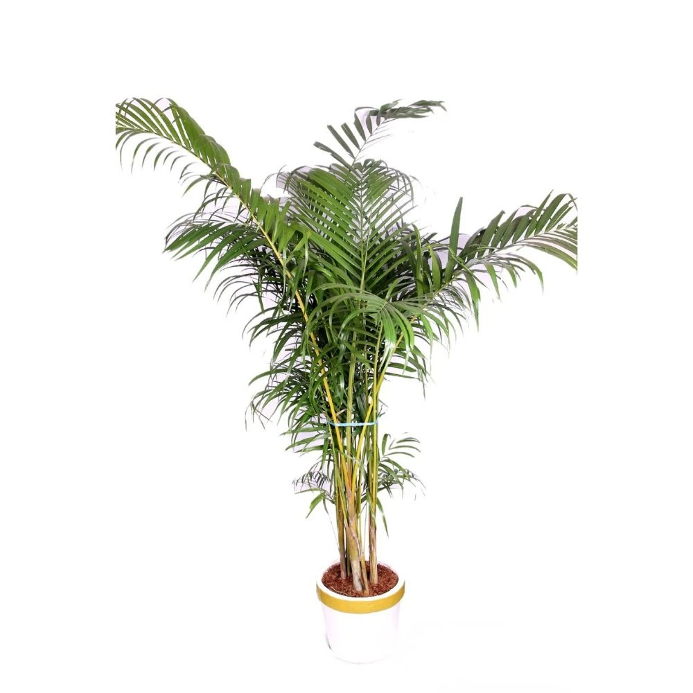Areca Palm Indoor Plant Large Bush Six Feet With Golden White Planter
