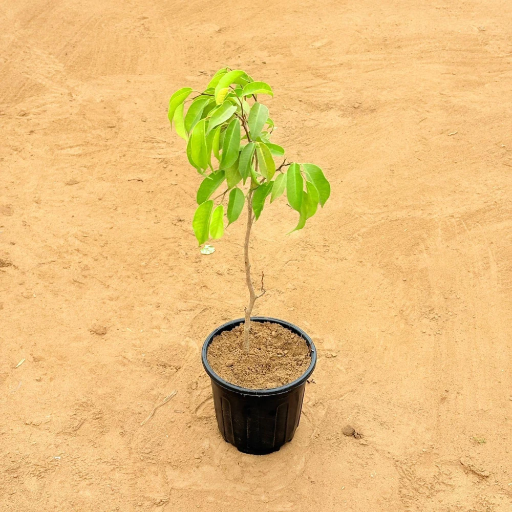 Ashok Tree Plant Hybrid