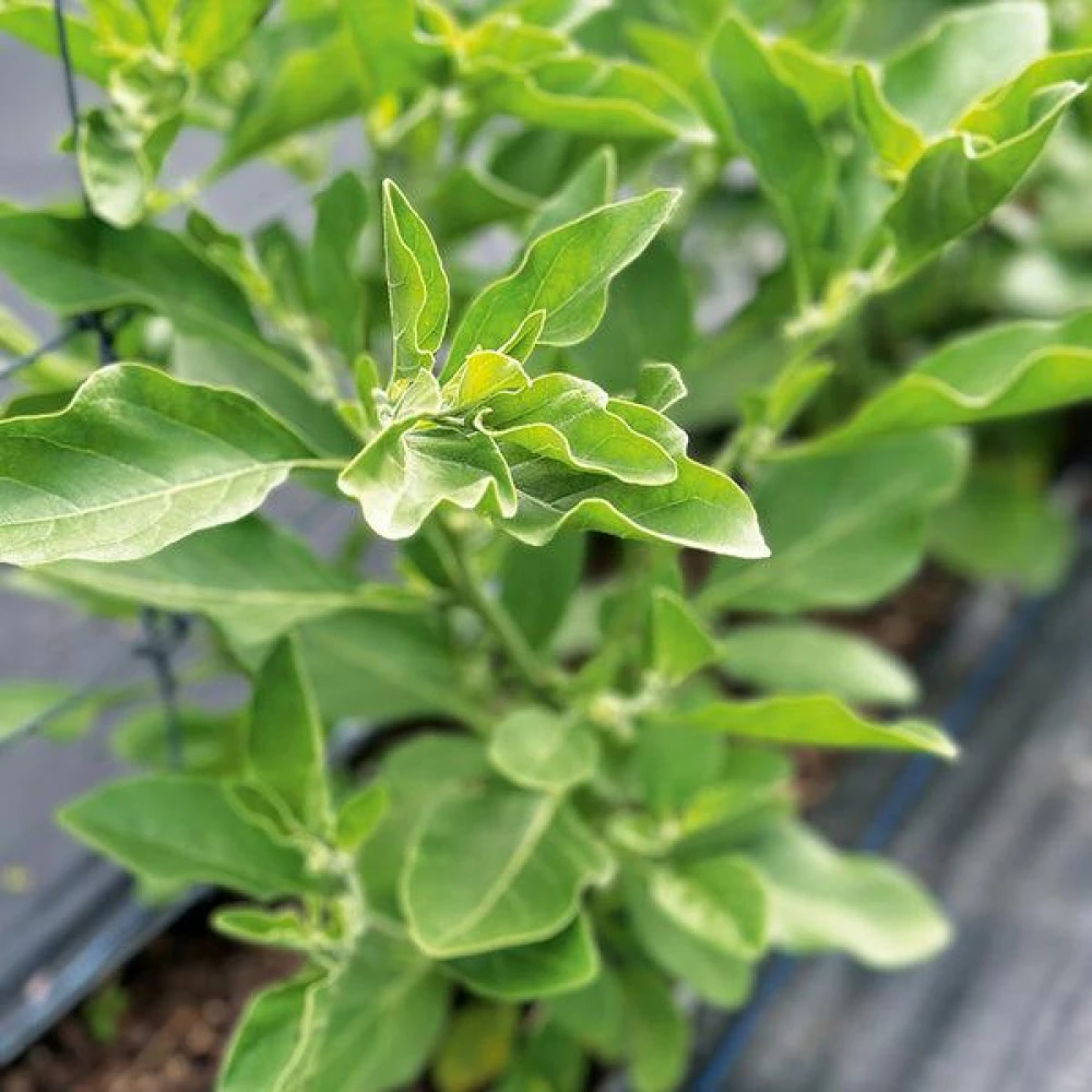 Ashwagandha Tree Plant