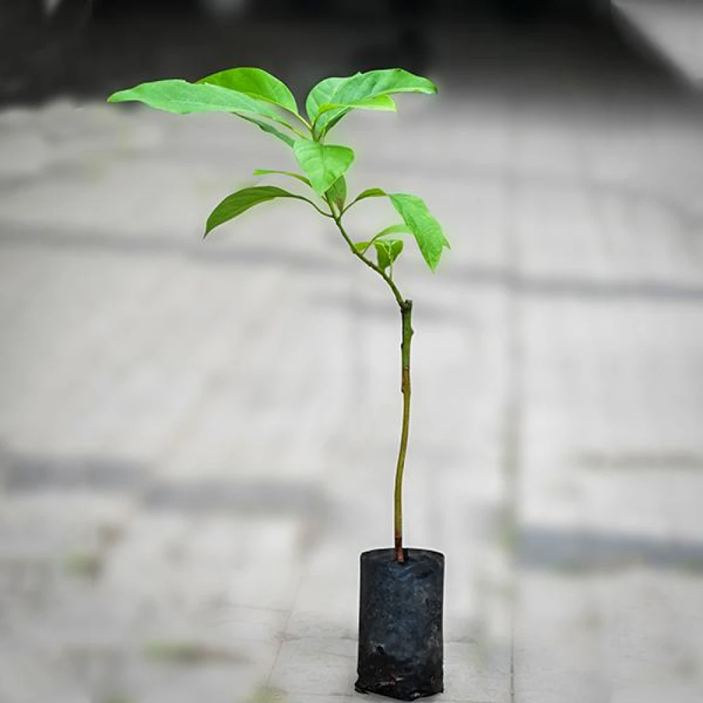 Avocado Fruit Plant