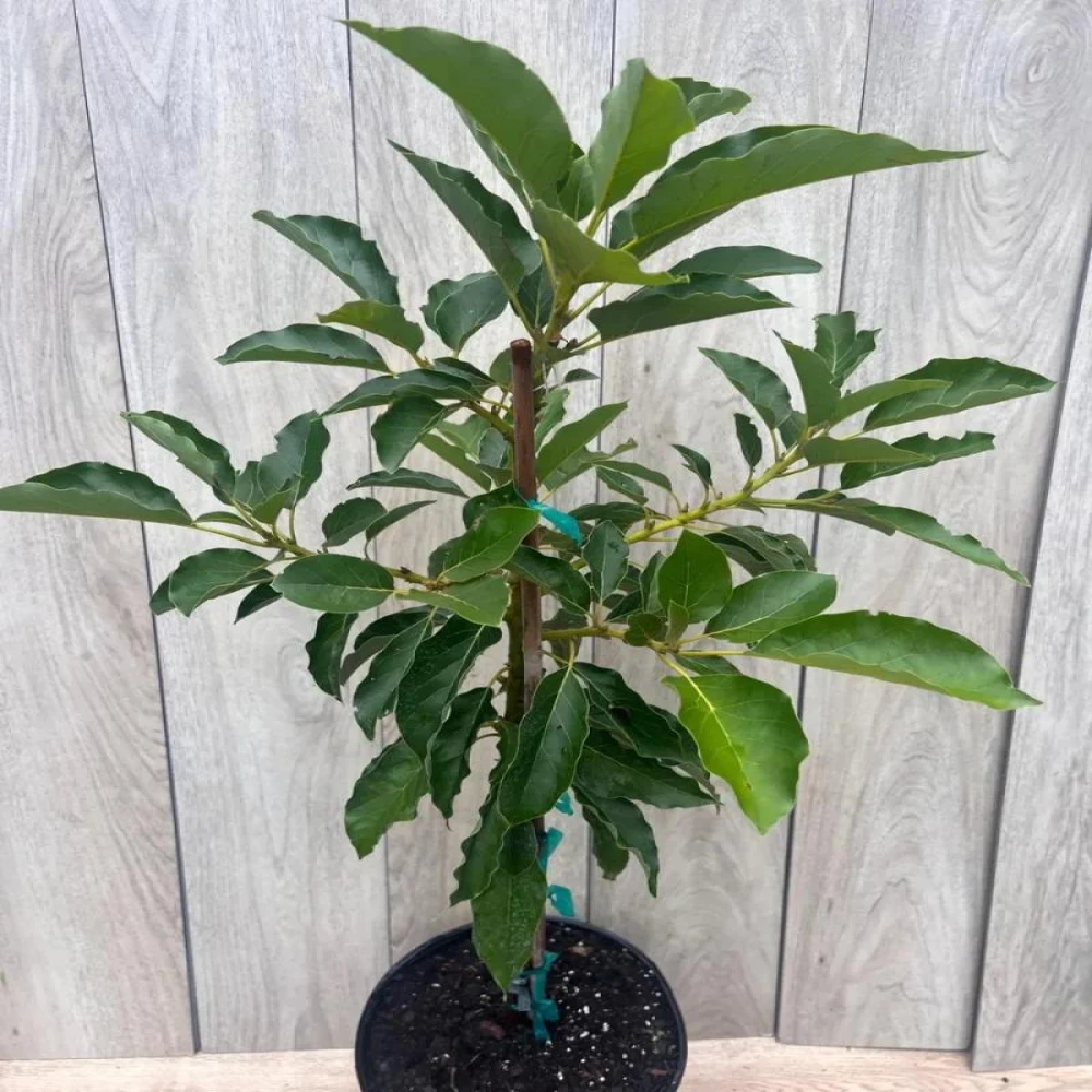 Avocado Grafting Plant