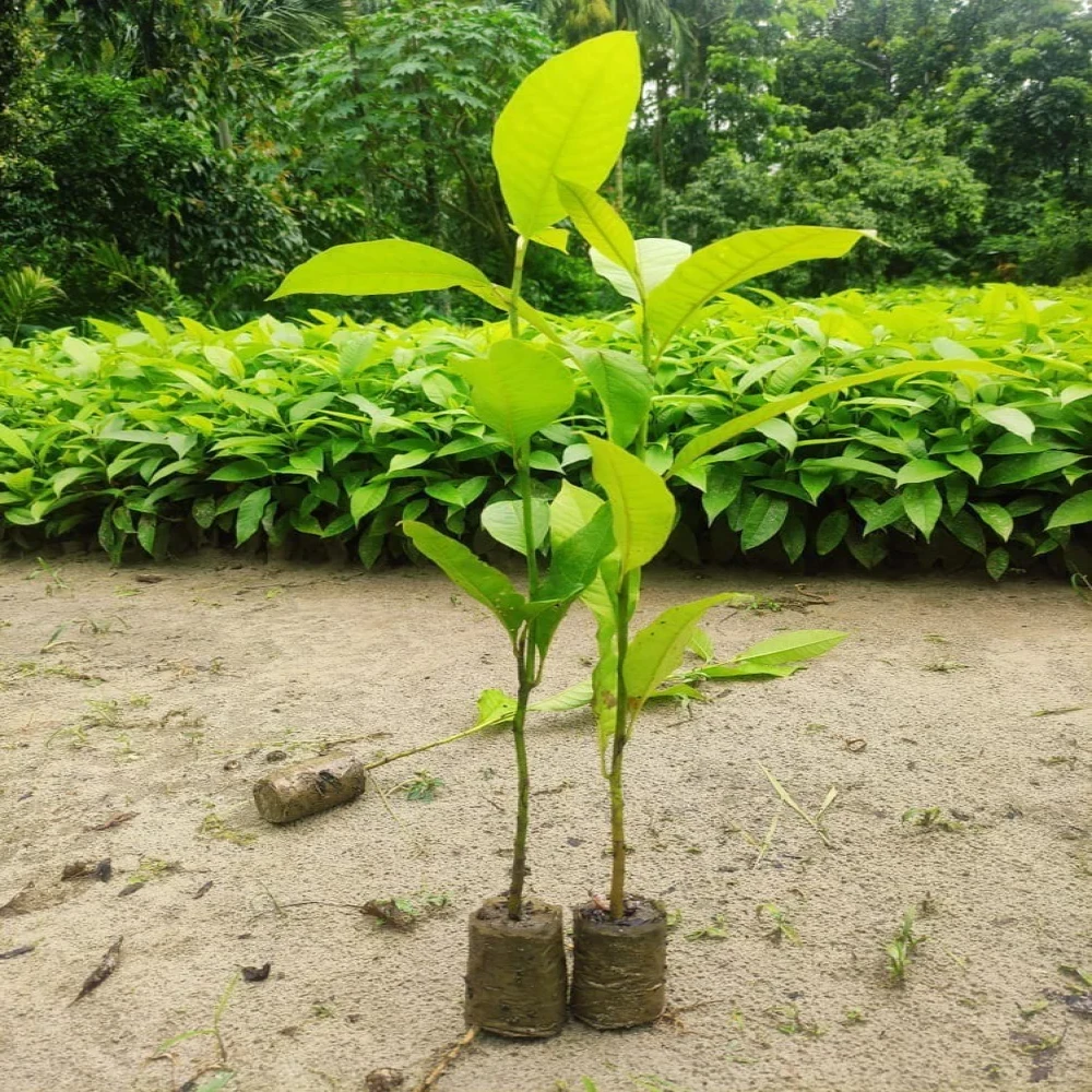 Bahera Tree Plant