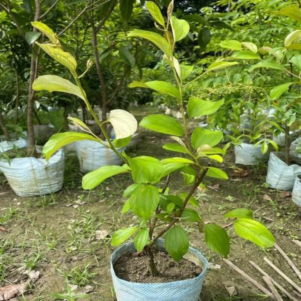 Ball Sundoori Kul Tree Plant