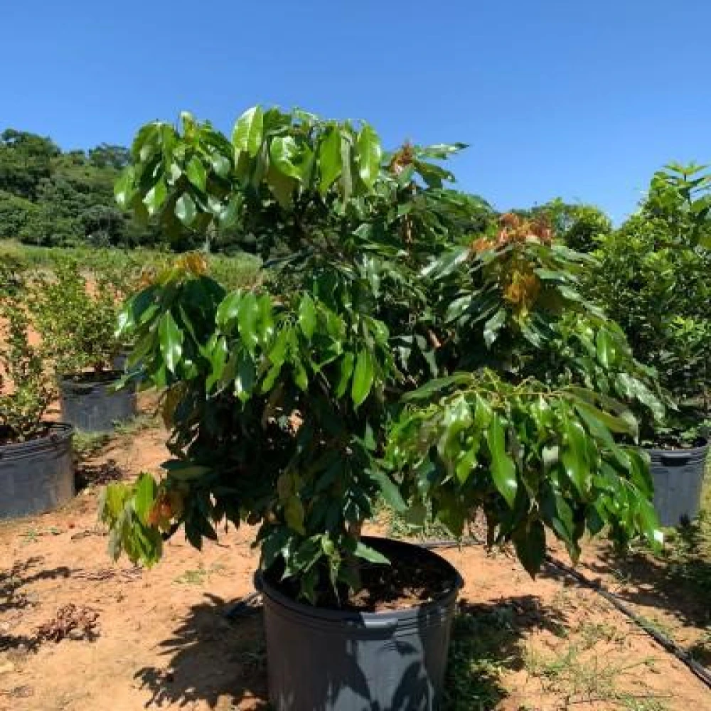 Bedena Lichu Tree