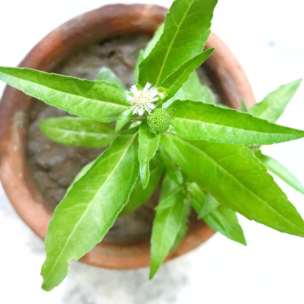 Bhringraj Tree Plant