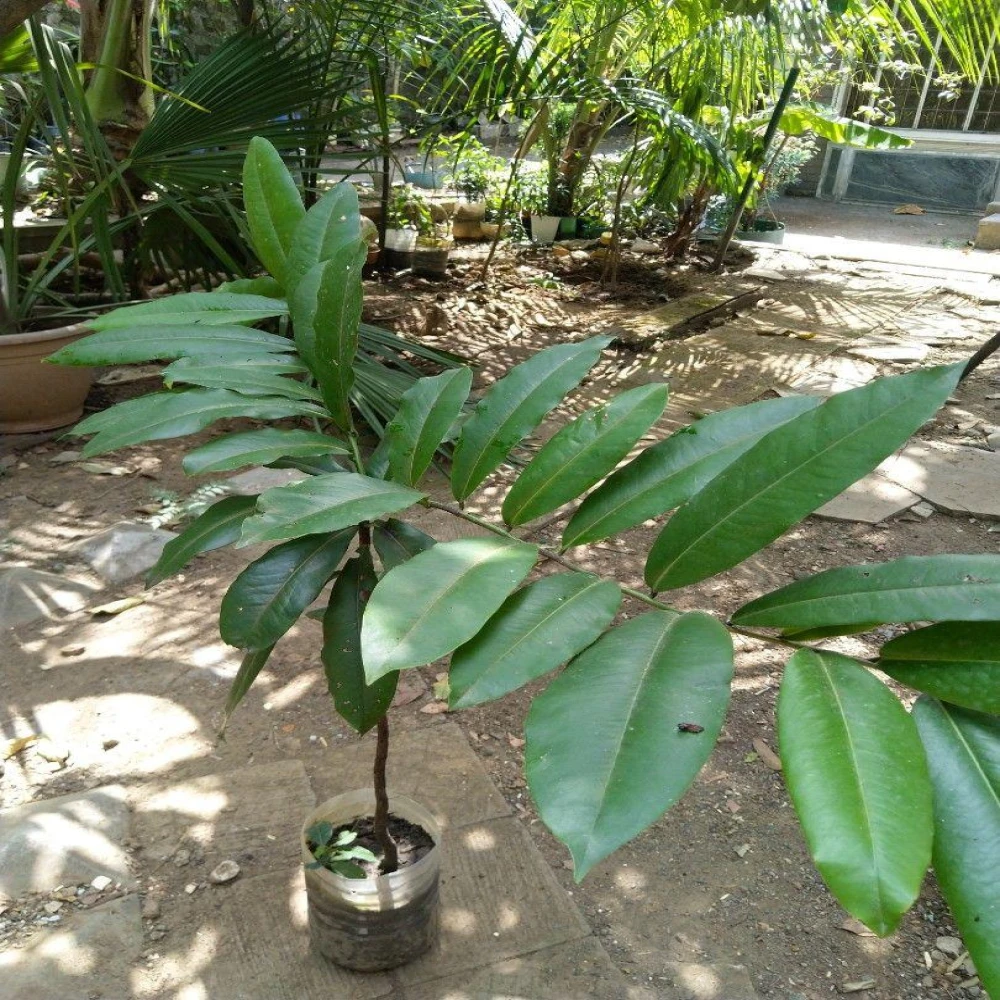Bilati Gab Plant