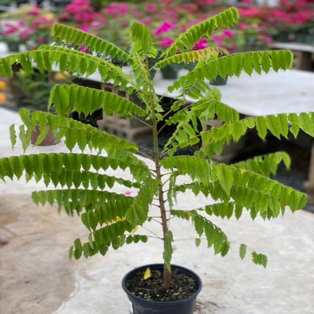 Bilombo Fruit Plant