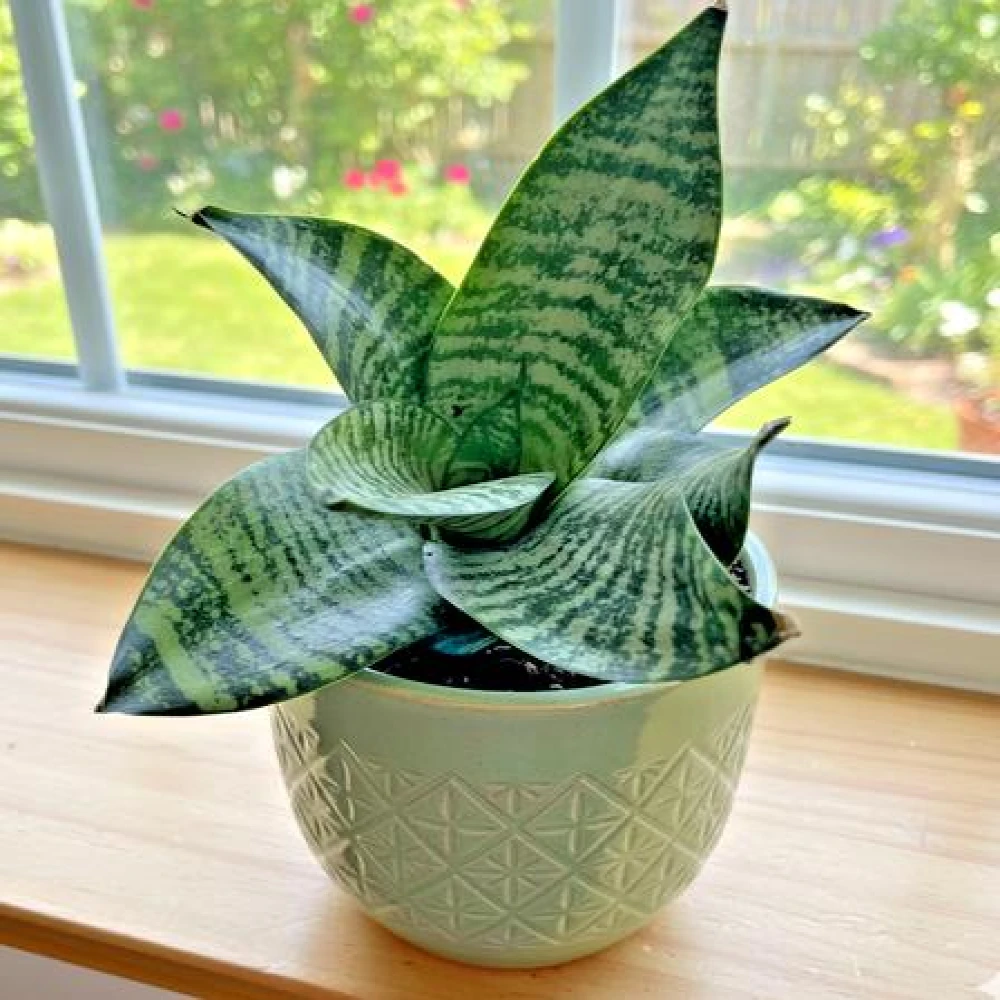 Bird Nest Snake Plant