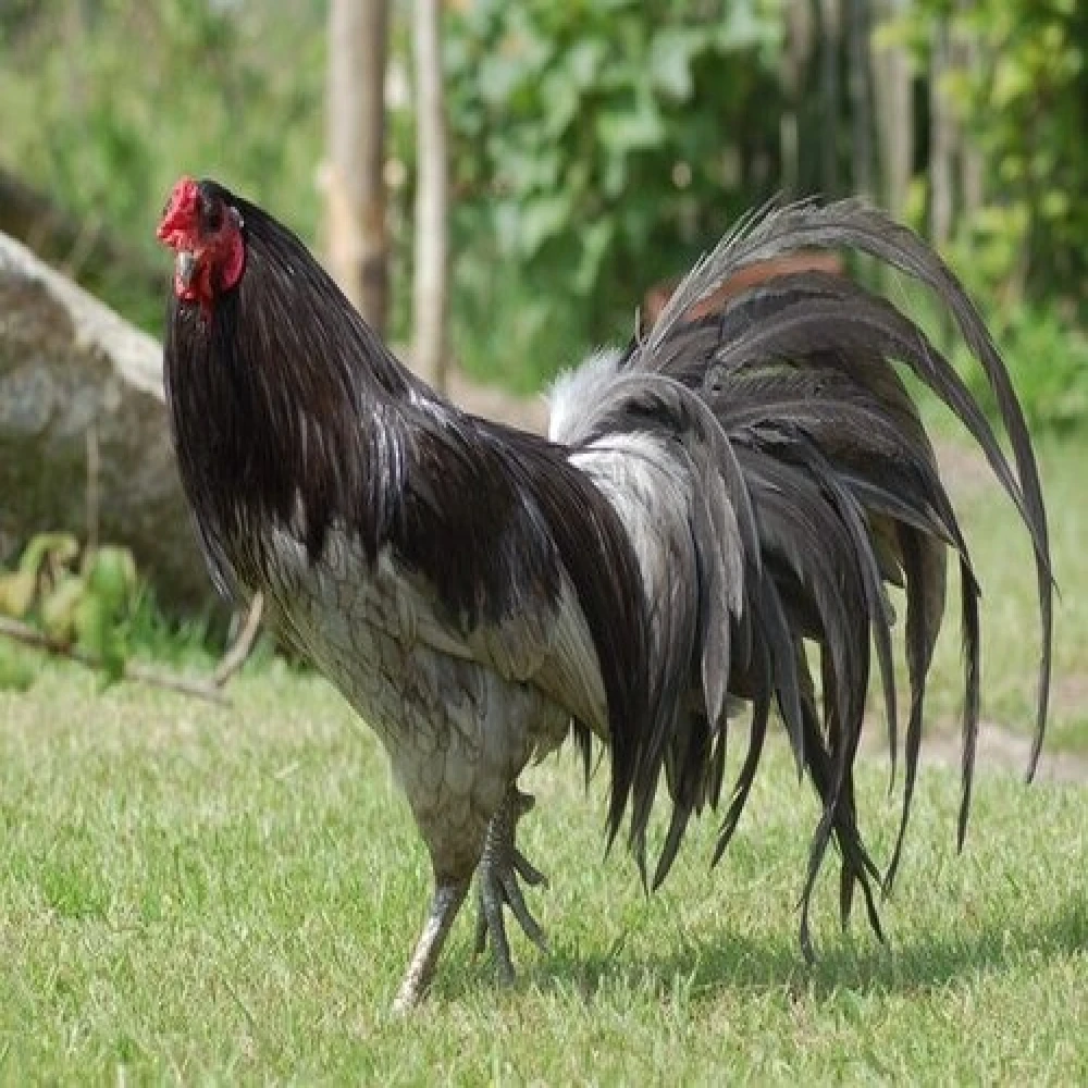 Black Sumatra /  Sumatra Game