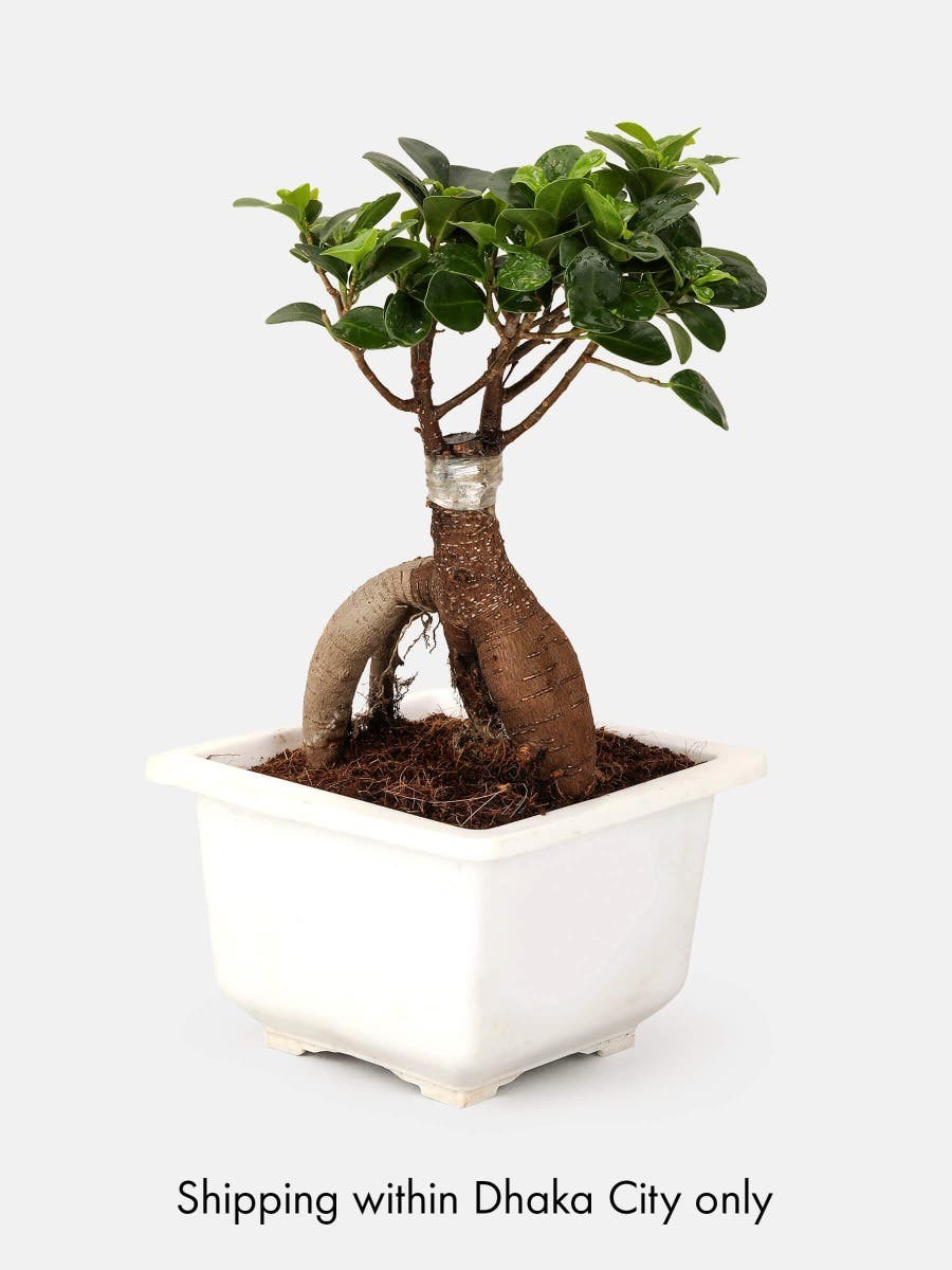 Bonsai with Plastic Tub