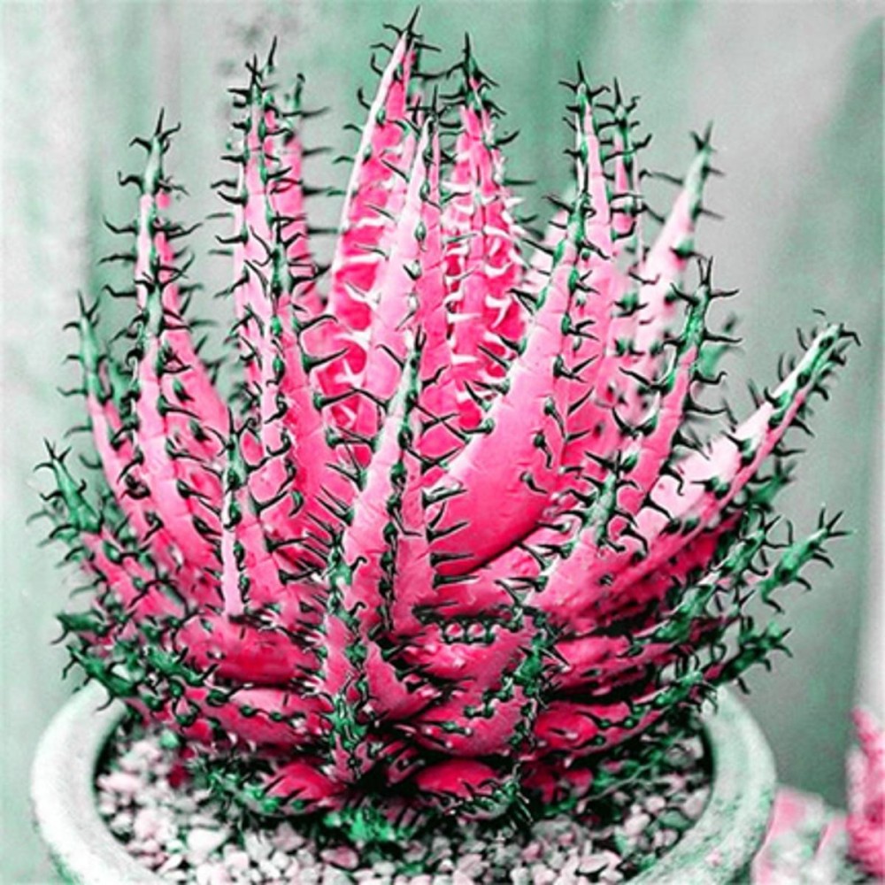 Cactus Aloe Seeds Colorful Cactus Rebutia Variety Succulent Flower Potted Seed