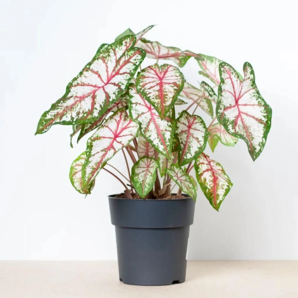 Caladium Plant Indian