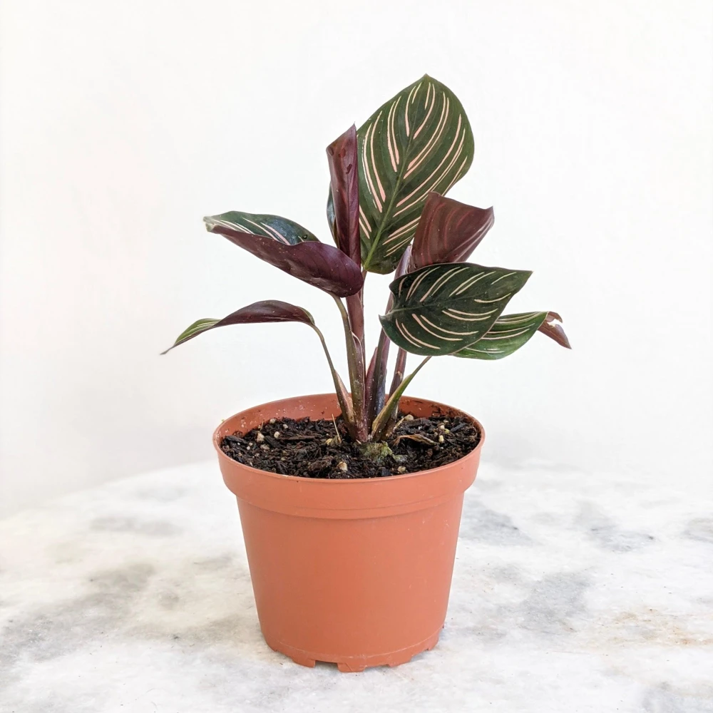 Calathea Pinstripe