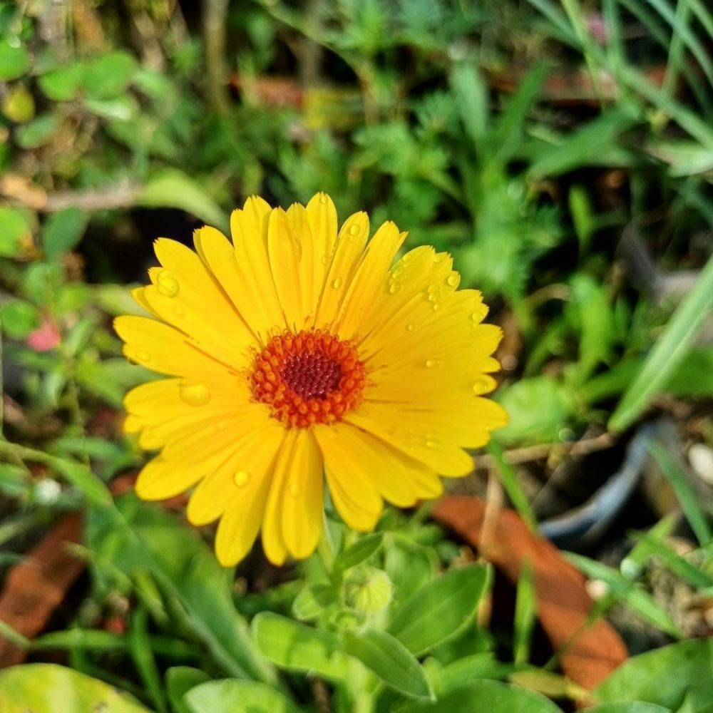 calendula flower seeds