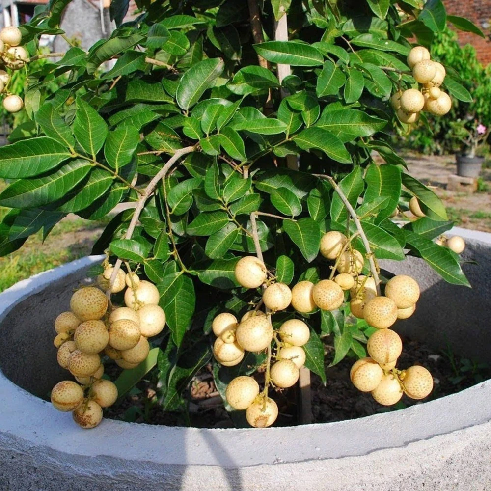 Cats Eye Fruit Plant