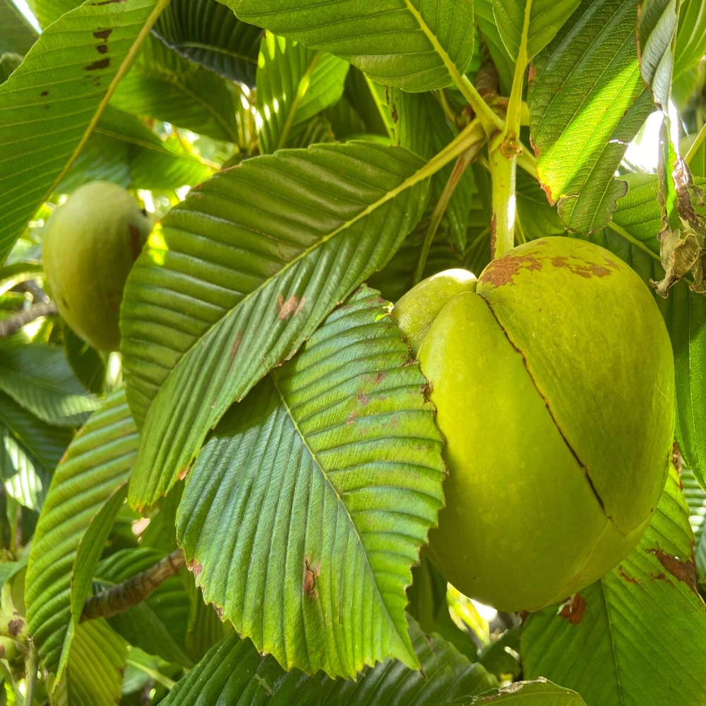 Chalta Fruit Plant