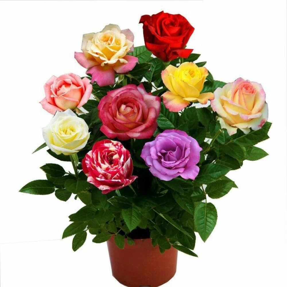 Changer Rose 3 Colour