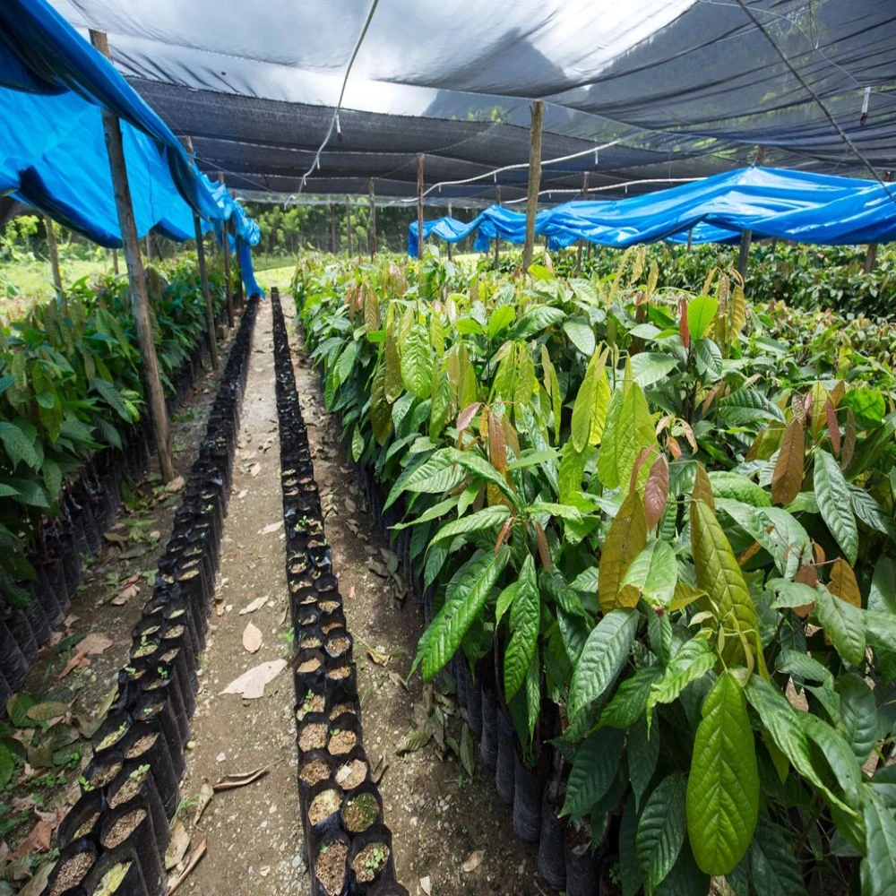 Cocoa Chocolate Plant
