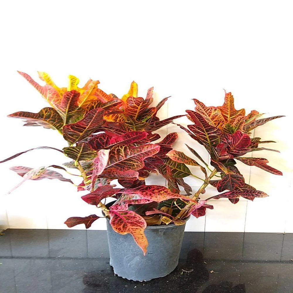 Codiaeum Variegatum Elite