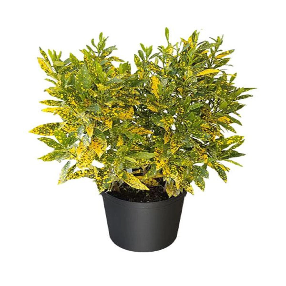 Codiaeum Variegatum Golden Ring