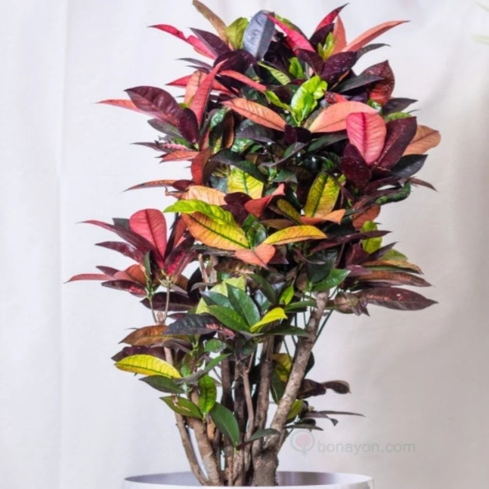 Colorful Patabahar Plant Bush With Golden White Planter
