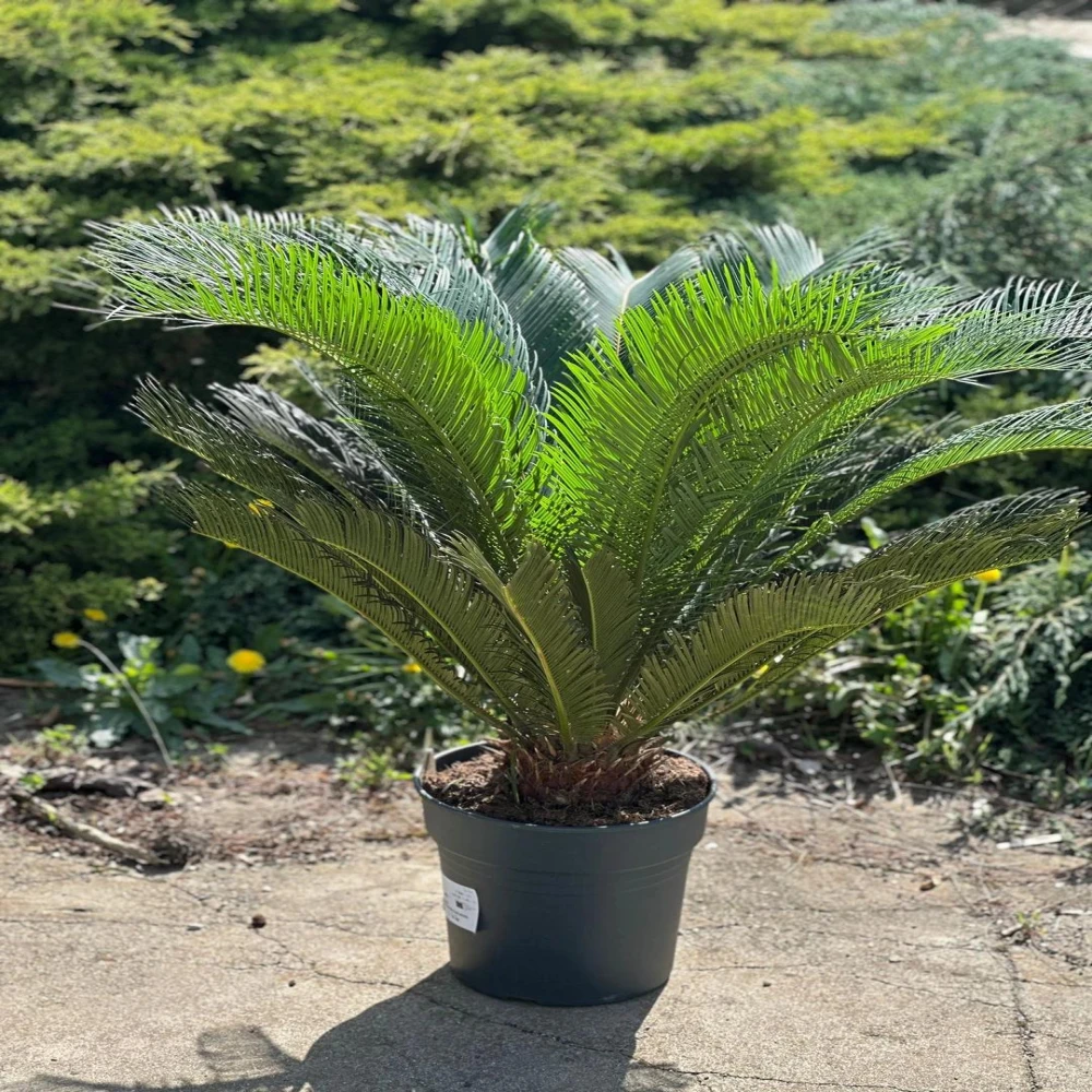 Cycas Plant