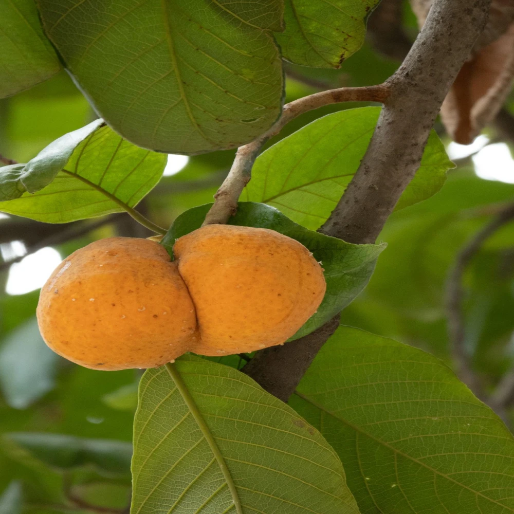 Dewa Fruit Plant-ডেউয়া