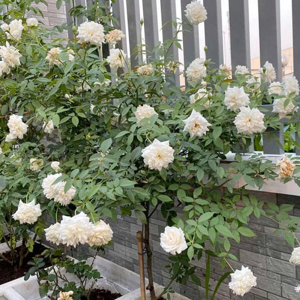 Doble White Rose