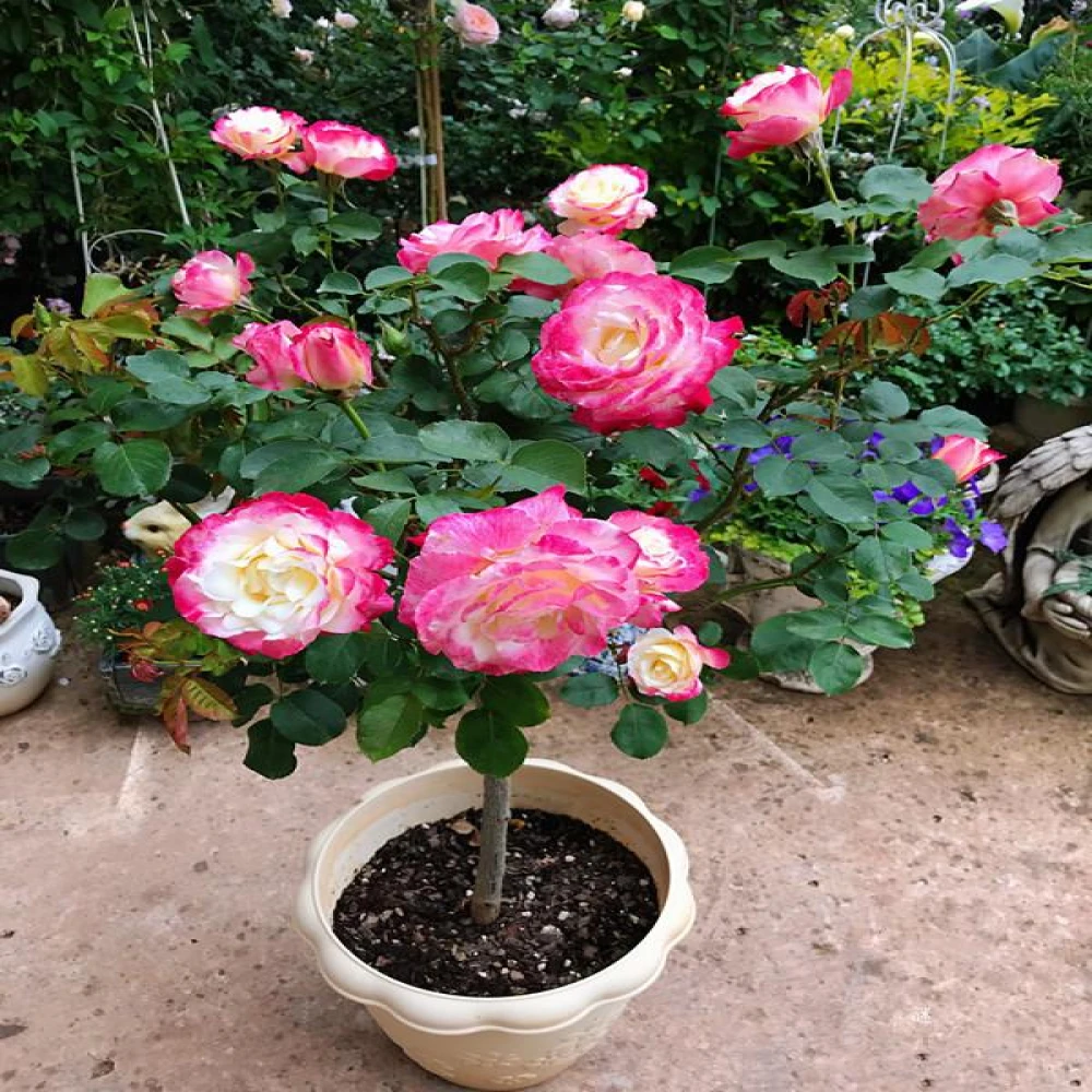 Double Delight Rose Plant
