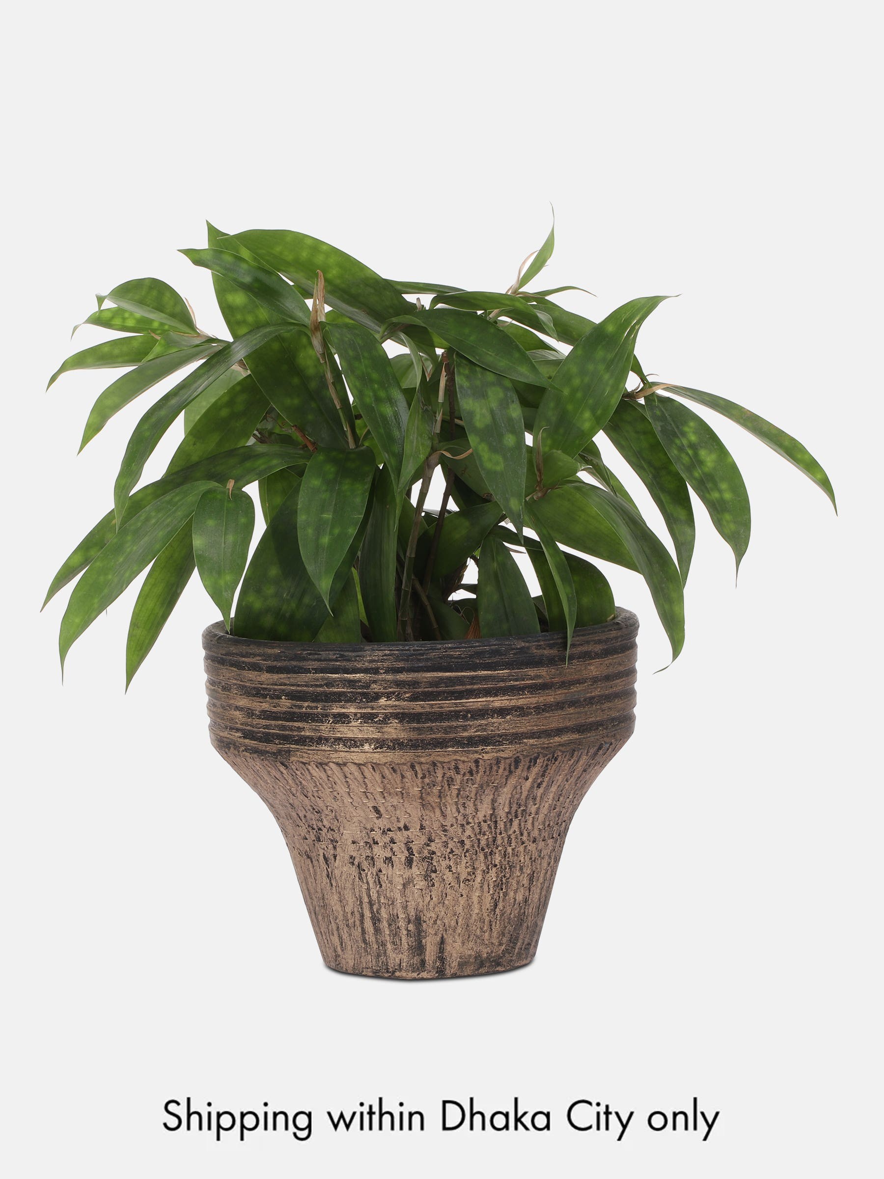 Dracaena Gold Dust with Tub