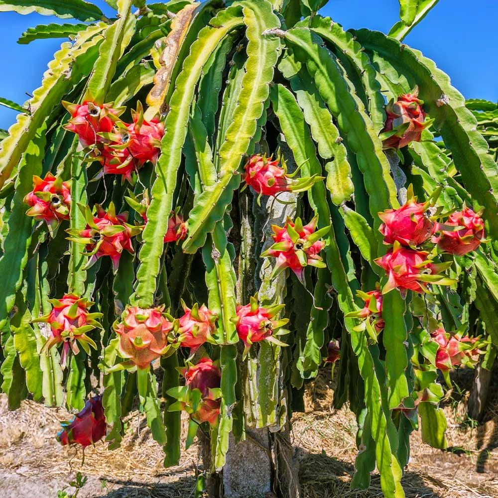 Dragon Fruit Plant-ড্রাগন