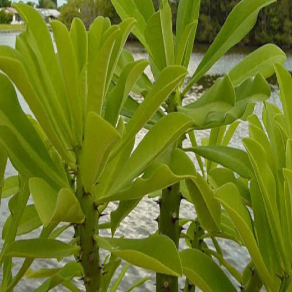 Dudh Sor Tree Plant