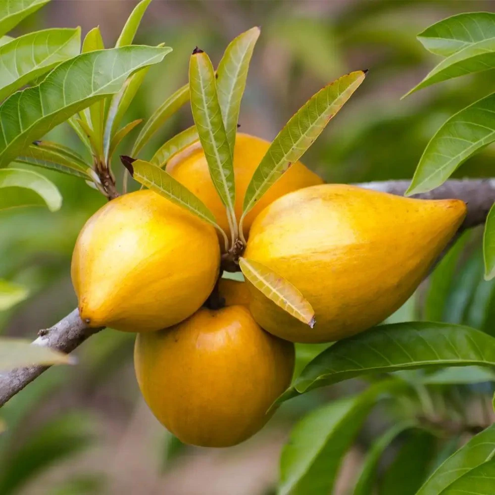 Egg Fruit Plant-এগ ফল