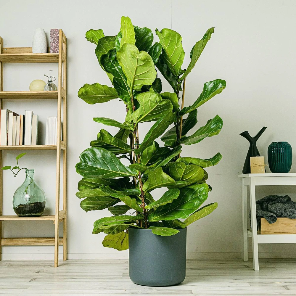 Fiddle Leaf Plant Indoor