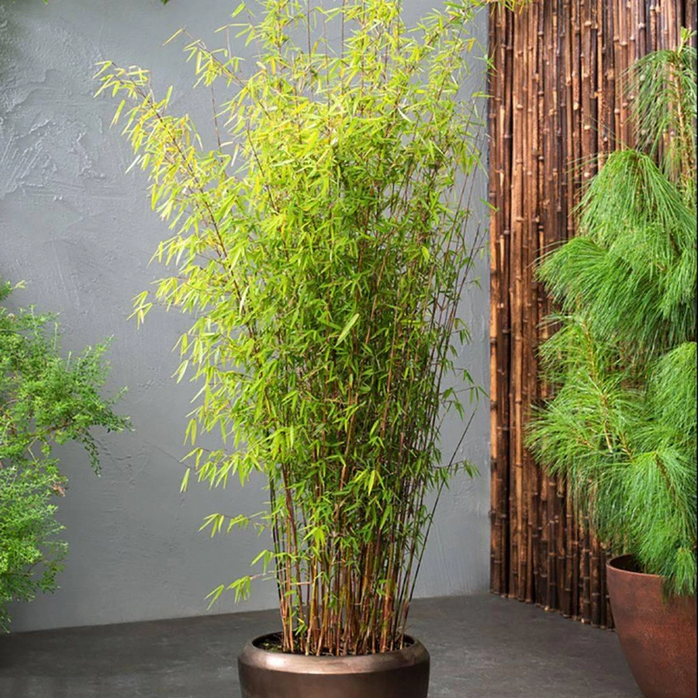 Ghoti Bamboo