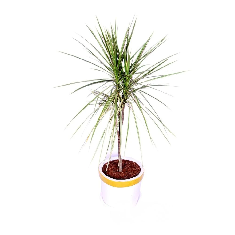 GOLDEN DRACAENA WITH GOLDEN WHITE PLANTER - INDOOR PLANT