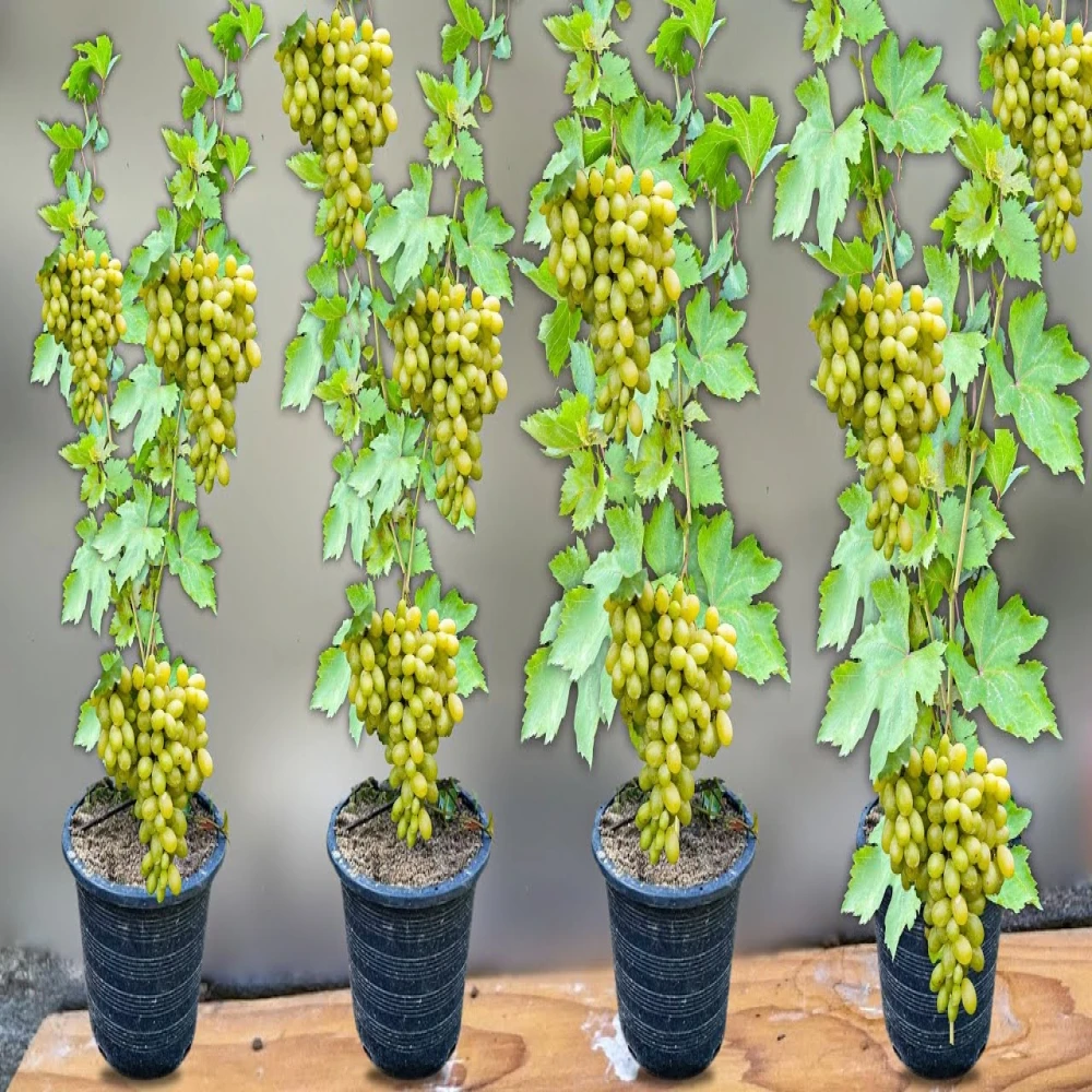 Grape Tree