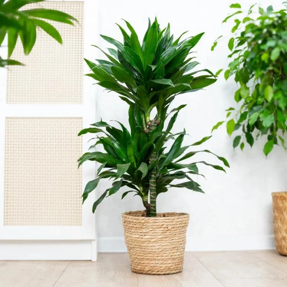 Green Dracaena Plant