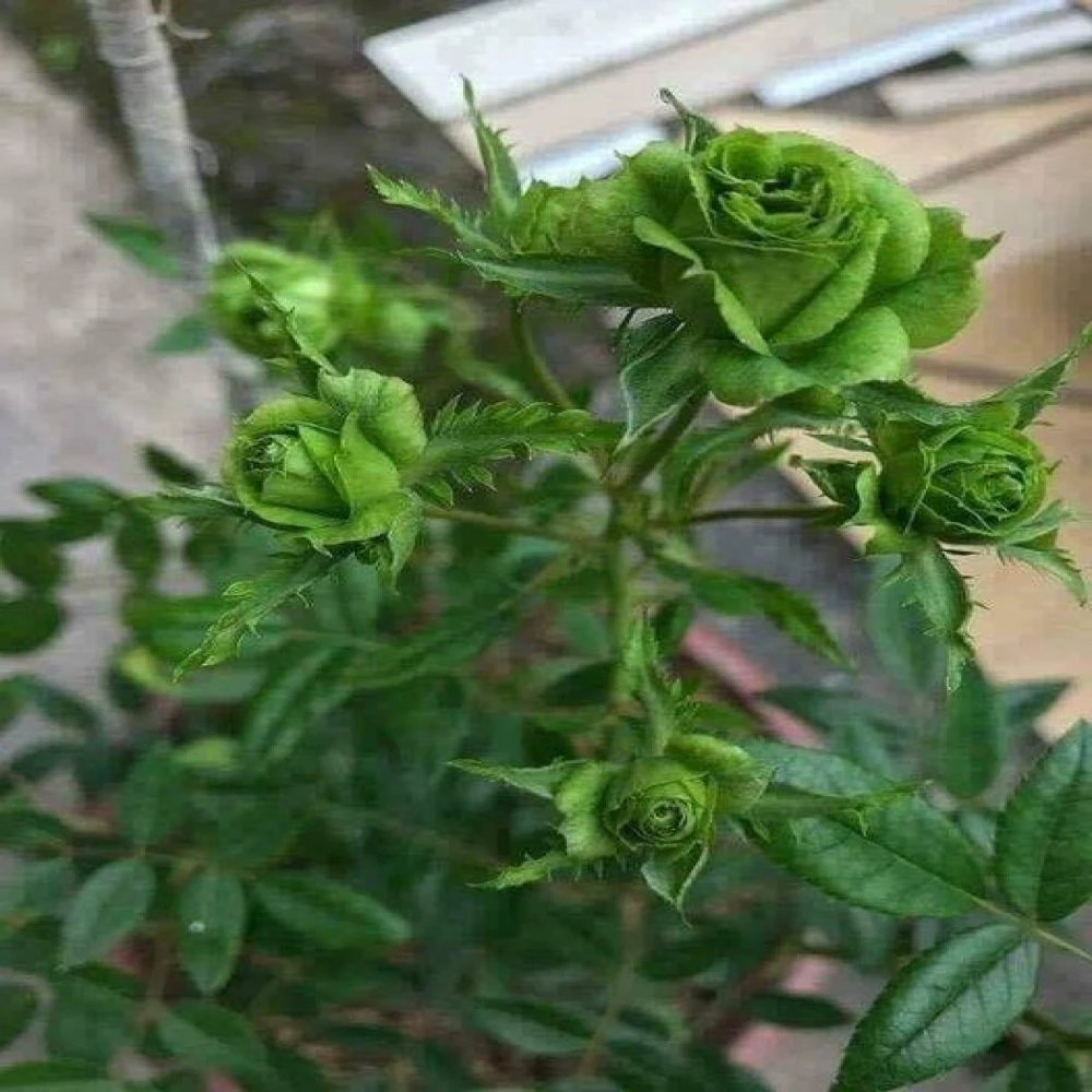 Green Rose Flower Plant
