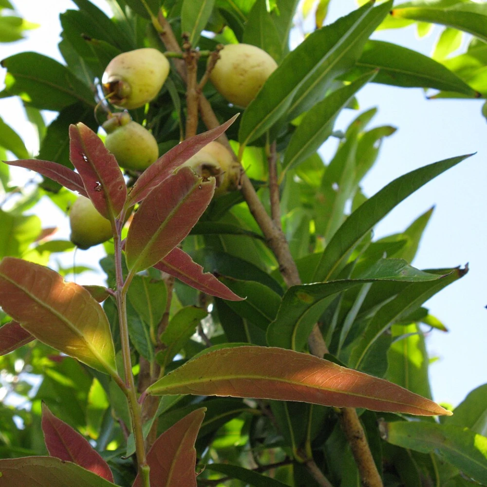 Gulap Jaam Fruit Plant-গোলাপজাম