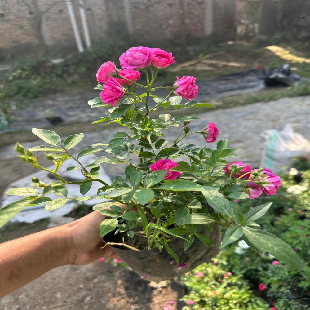 Hazari Rose Plant