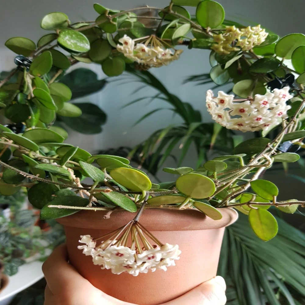 Hoya Flower Plant-Orchids