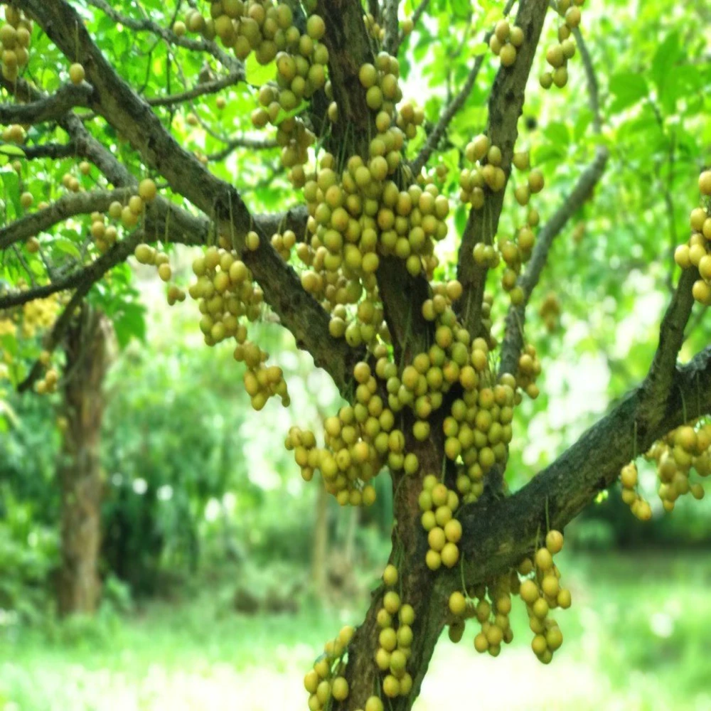 Hybrid Lotkon-লটকন