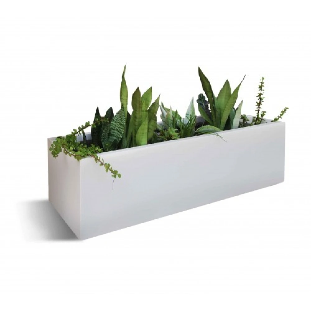 Indoor Plant With Exclusive White PVC Box - Bonayon.com Special Item for Home and Office Decor